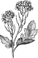 Fleur de moutarde