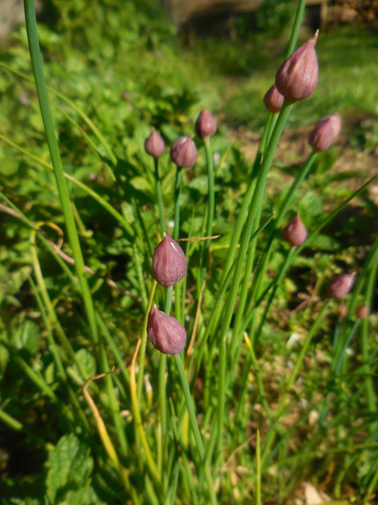 ceuillettes (6)